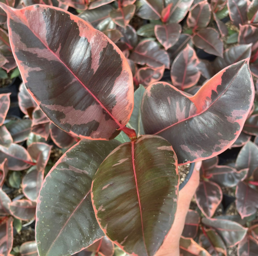 Ficus elastica 'Ruby' (Rubber Plant)