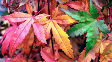 Load image into Gallery viewer, Acer palmatum &#39;Ryu sein’
