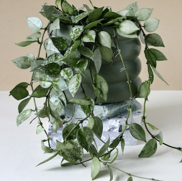Hoya krohniana 'Super Silver'