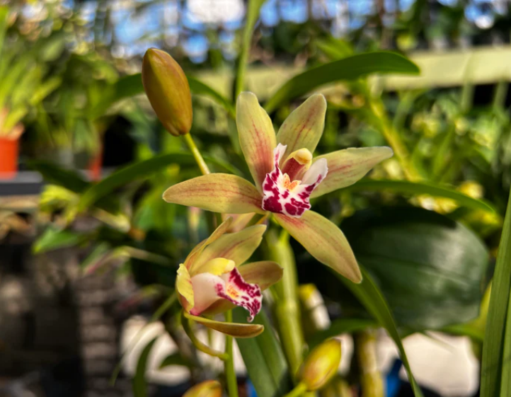 Cymbidium sweetheart 'elegance' Boat Orchid)