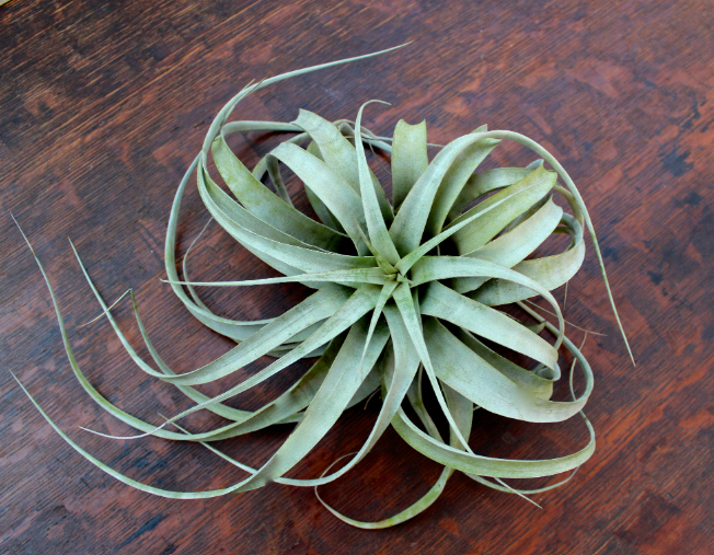 Tillandsia xerographica (Air plant) Verdant Yakima