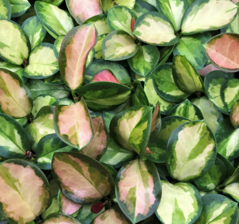 Hoya australis 'Tri-color'