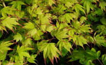 Load image into Gallery viewer, Acer palmatum &#39;Tsuma gaki&#39;
