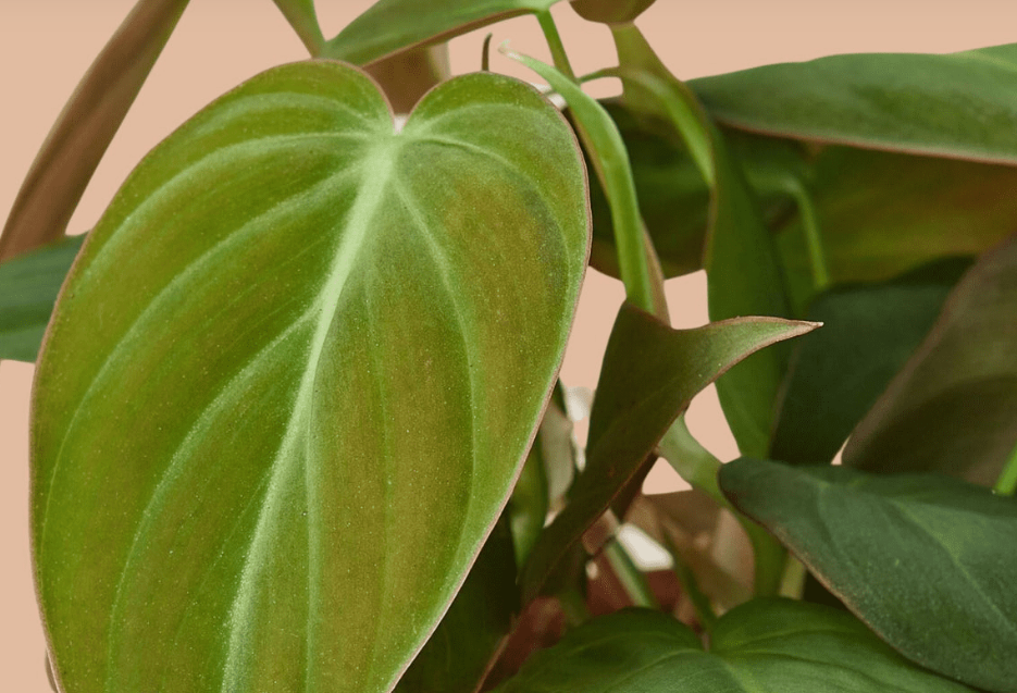 Philodendron micans (Velvet Leaf Philodendrom)