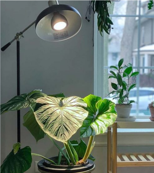 vita grow light bulb Vita™ Grow Light – Verdant Yakima