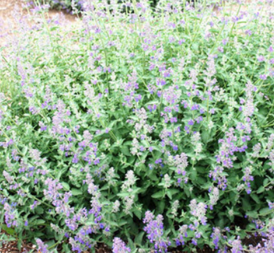 Nepeta x faassenii 'Walker's Low'