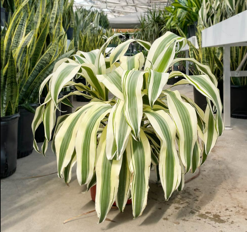 dracaena fragrans white Dracaena frag. 'White Aspen'