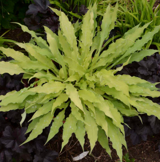 Hosta 'Wiggles and Squiggles'
