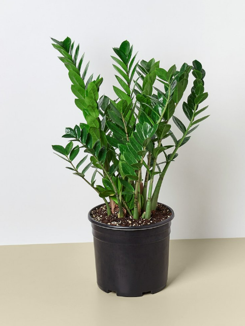 Zamioculcas zamiifolia (ZZ Plant)
